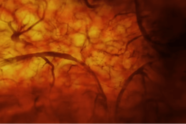 Still from the 2D film The Unborn Child’s View